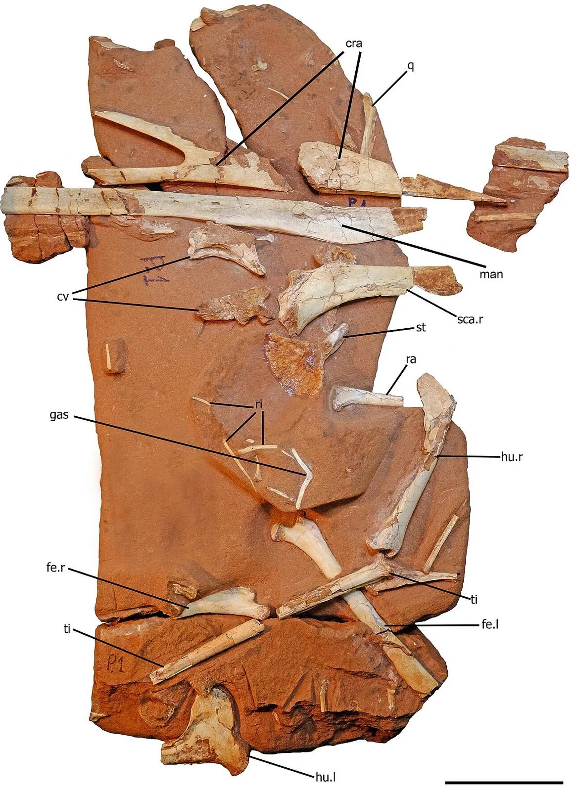 Keresdrakon vilsoni