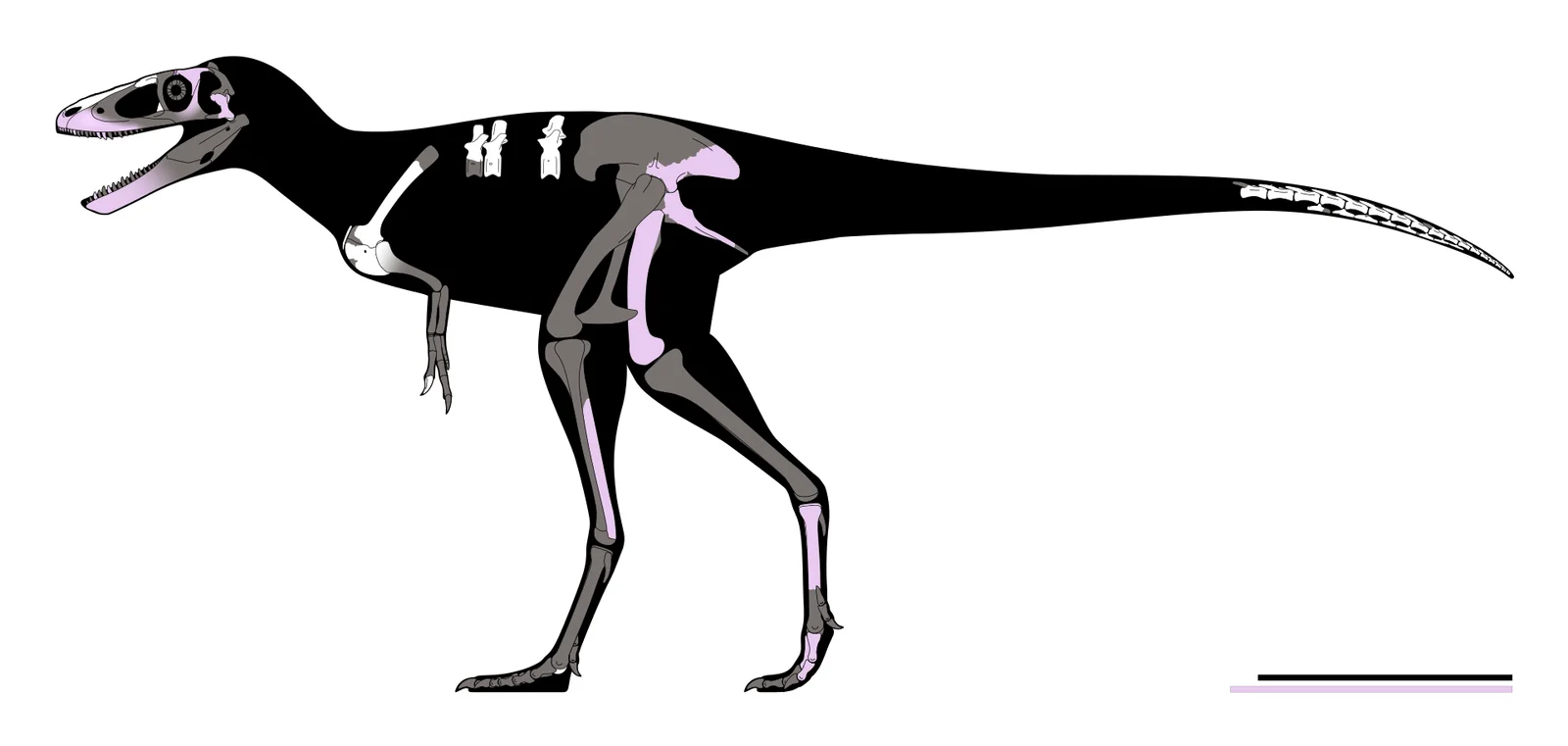 Khankhuuluu mongoliensis