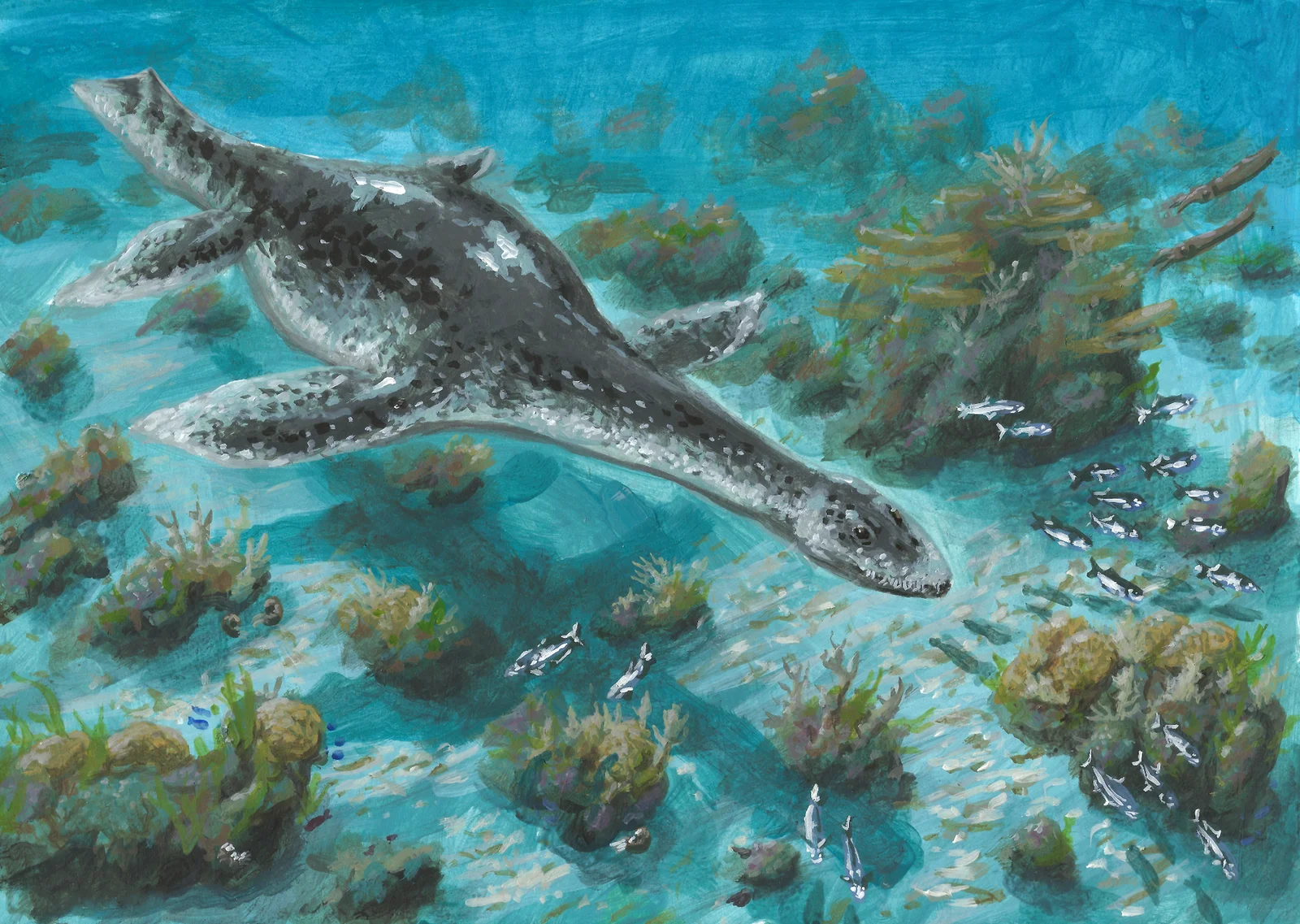 Kimmerosaurus langhami