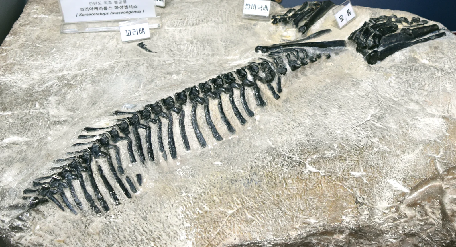 Koreaceratops hwaseongensis
