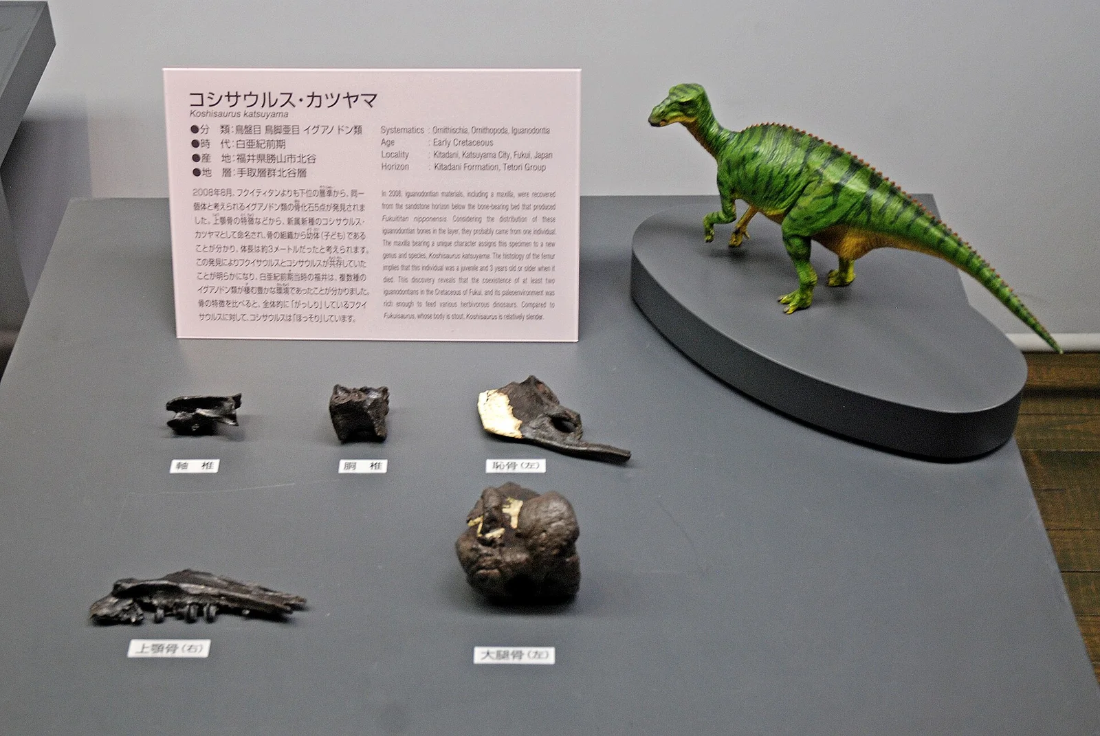 Koshisaurus katsuyama