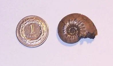 Kosmoceras spinosum