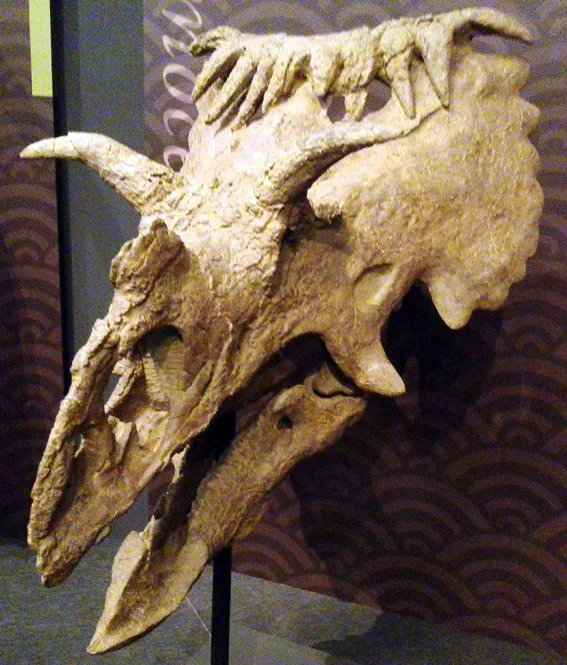 Kosmoceratops richardsoni