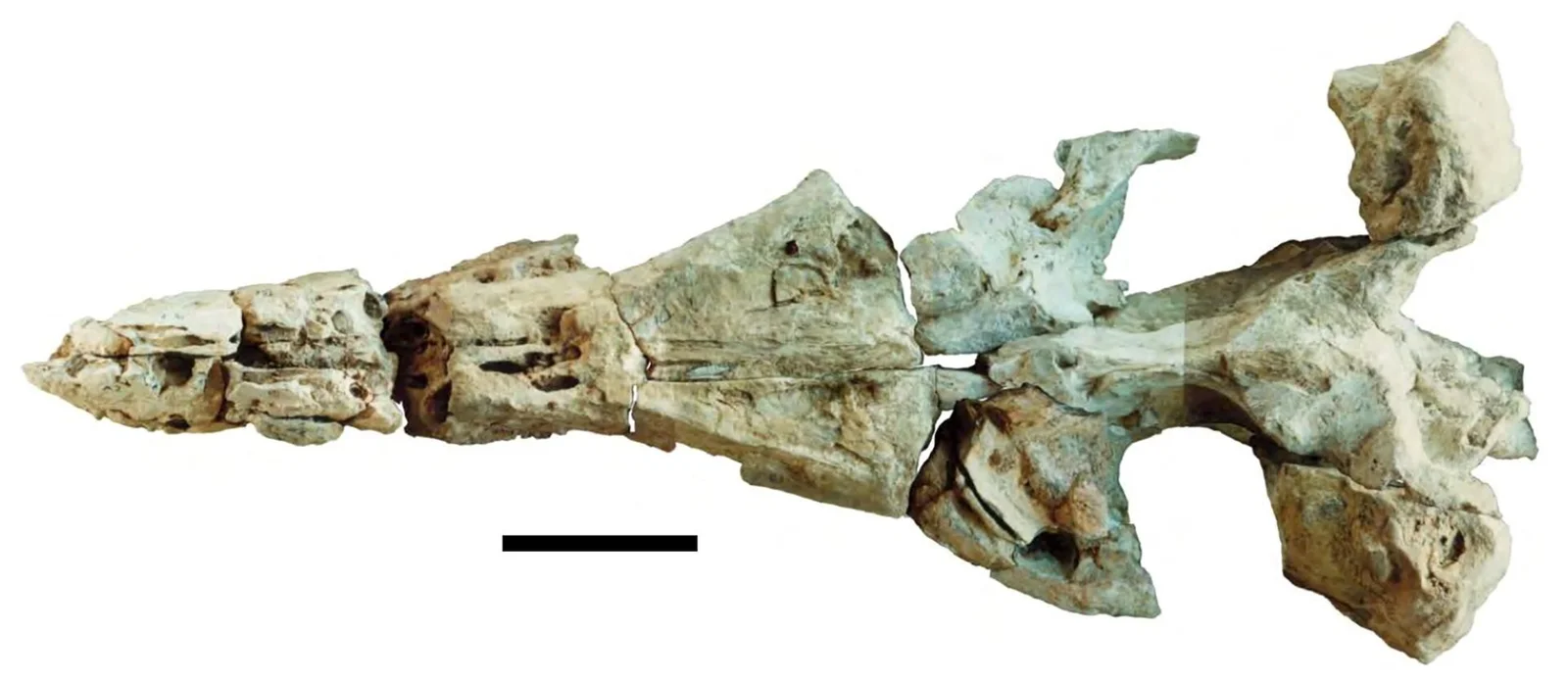 Kronosaurus queenslandicus