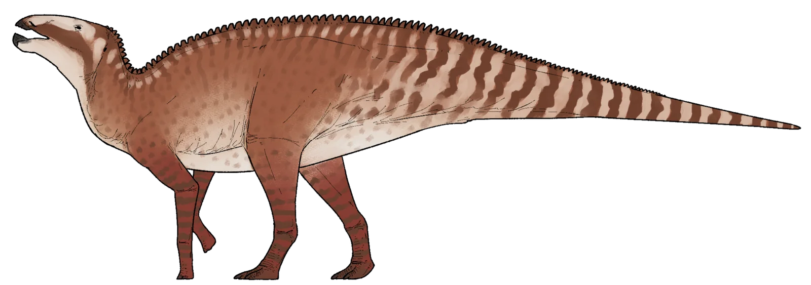 Kryptohadros kallaiae