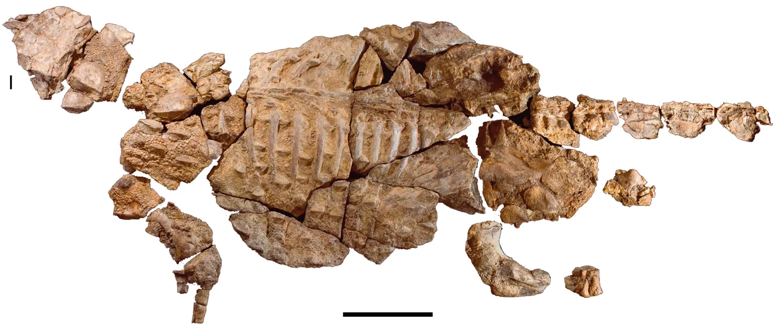 Kunbarrasaurus ieversi