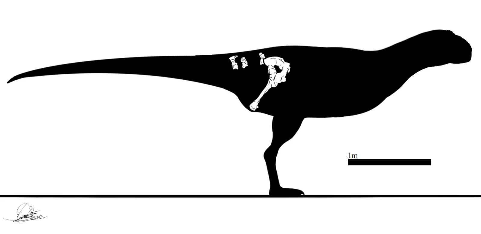 Kurupi itaata