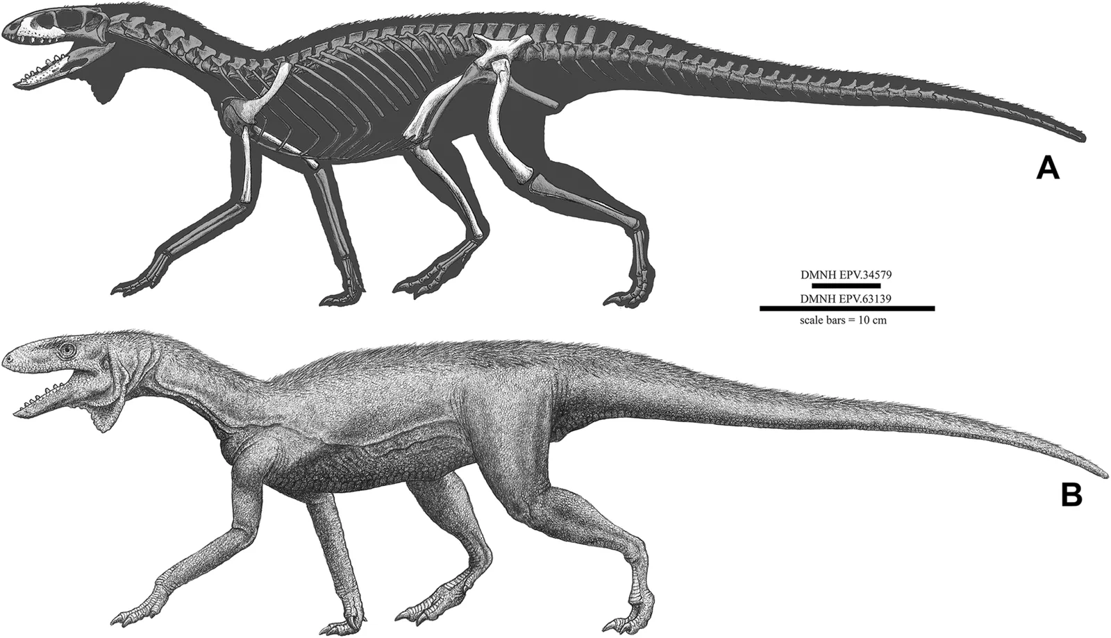 Kwanasaurus williamparkeri