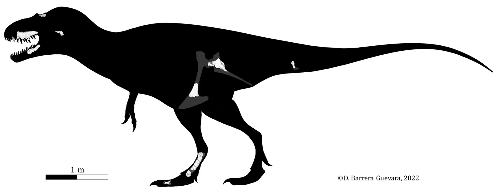 Labocania anomala