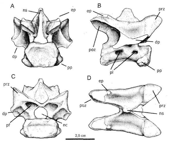 Laevisuchus indicus