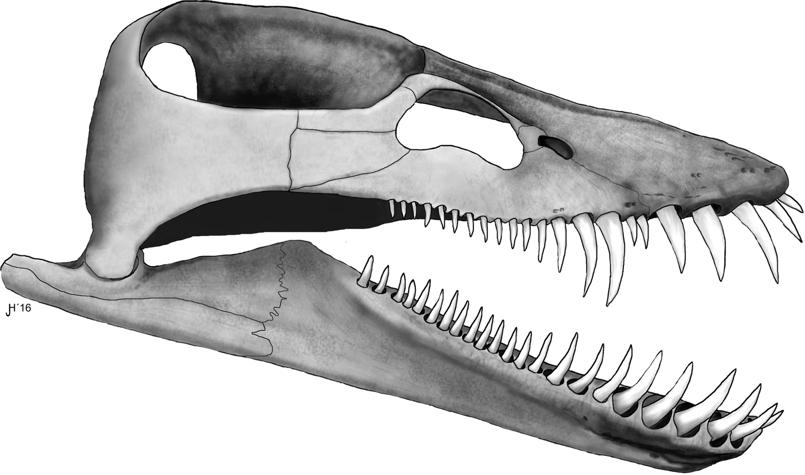 Lagenanectes richterae