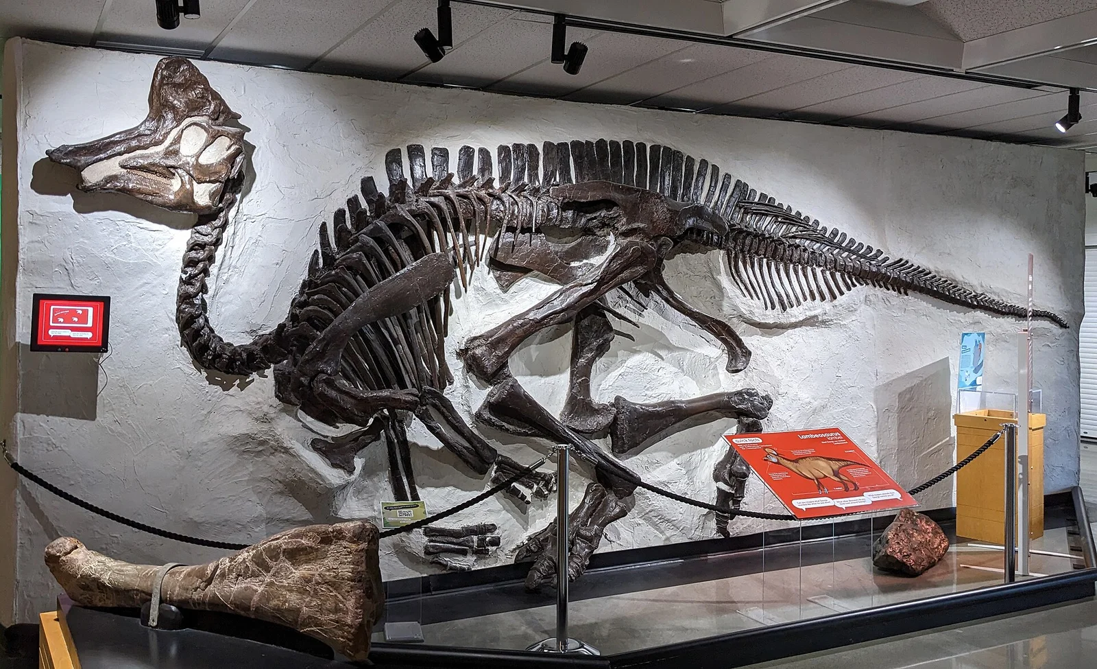 Lambeosaurus clavinitialis