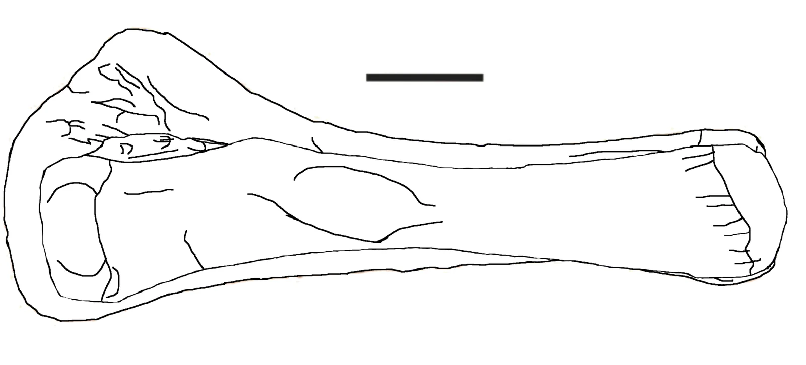 Laplatasaurus araukanicus