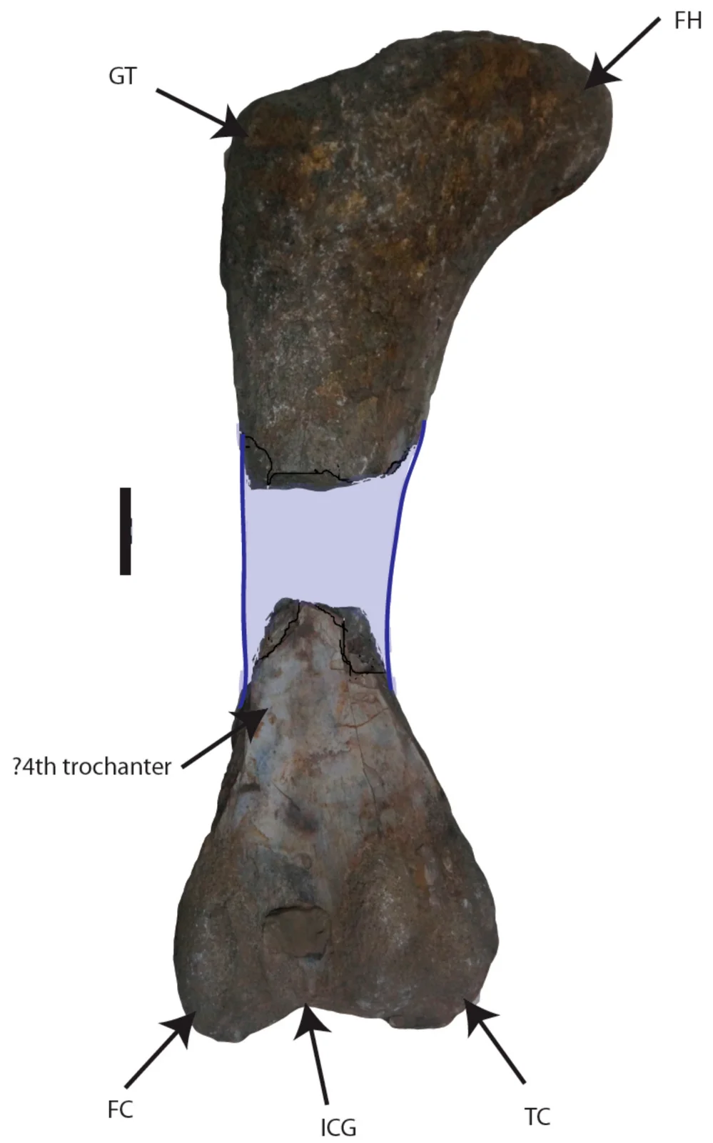 Lapparentosaurus madagascariensis