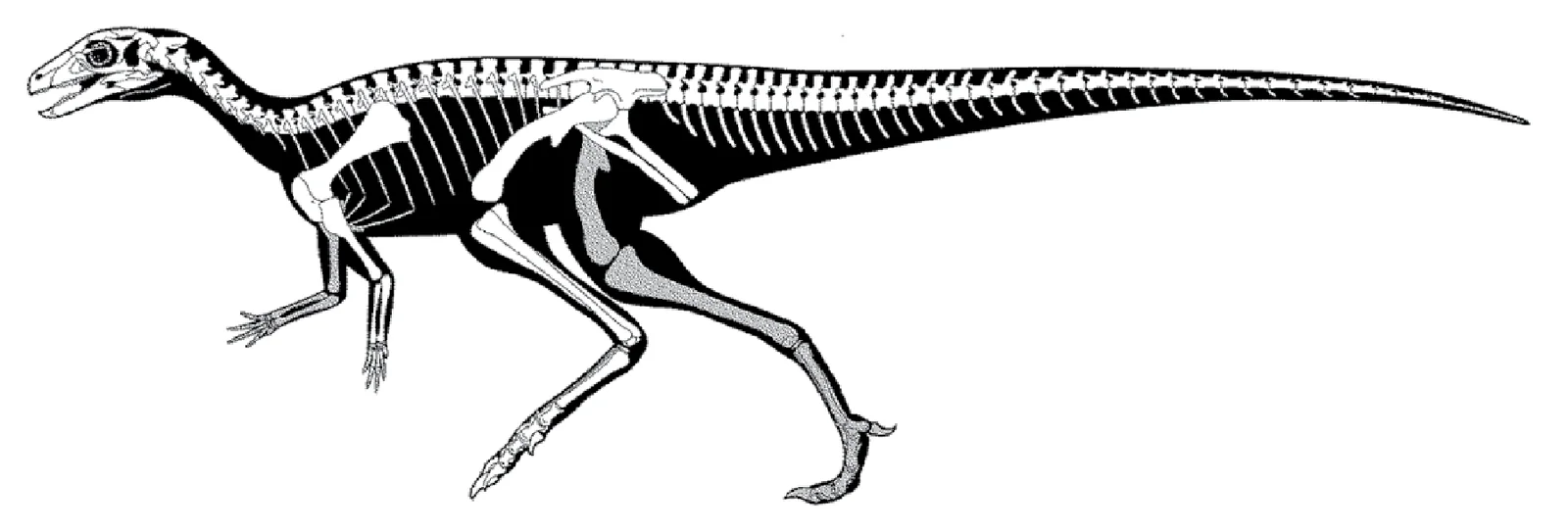 Laquintasaura venezuelae