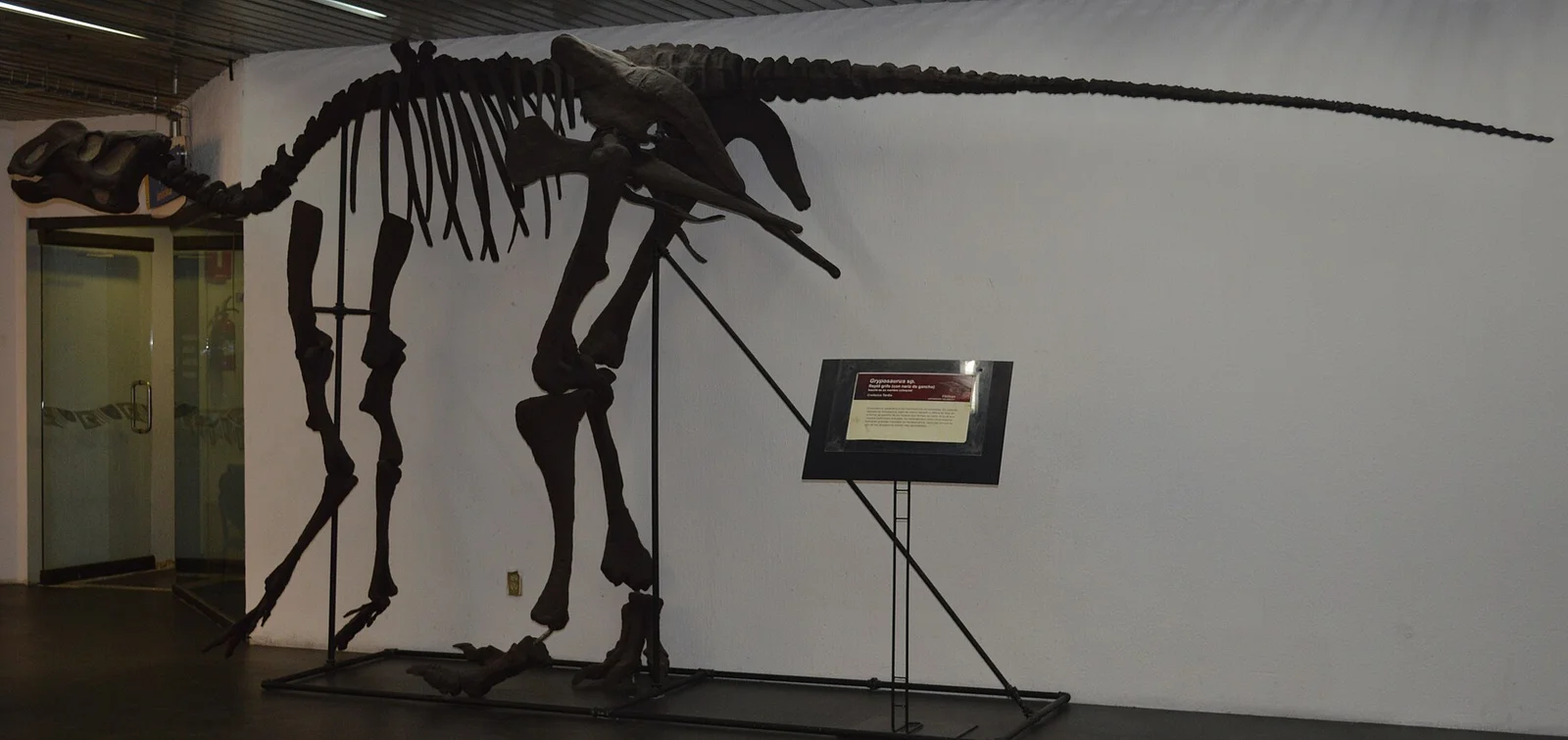 Latirhinus uitstlani