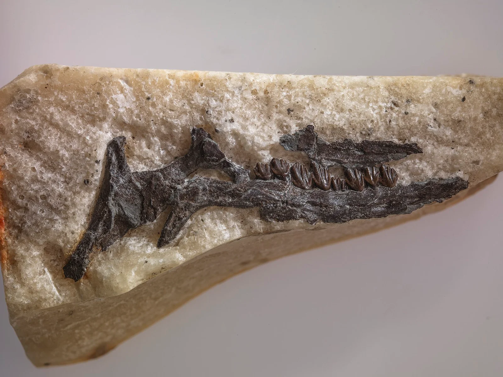 Leaellynasaura amicagraphica