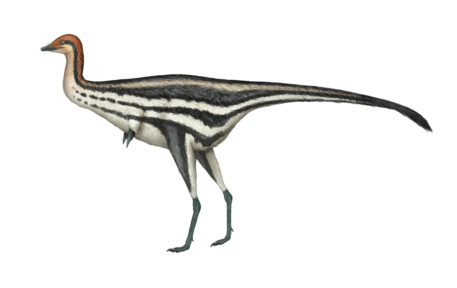 Lenesornis maltshevskyi