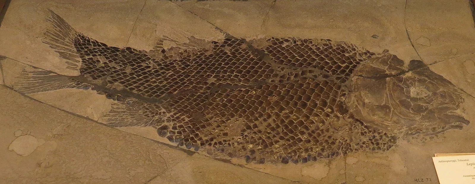 Lepidotes elvensis