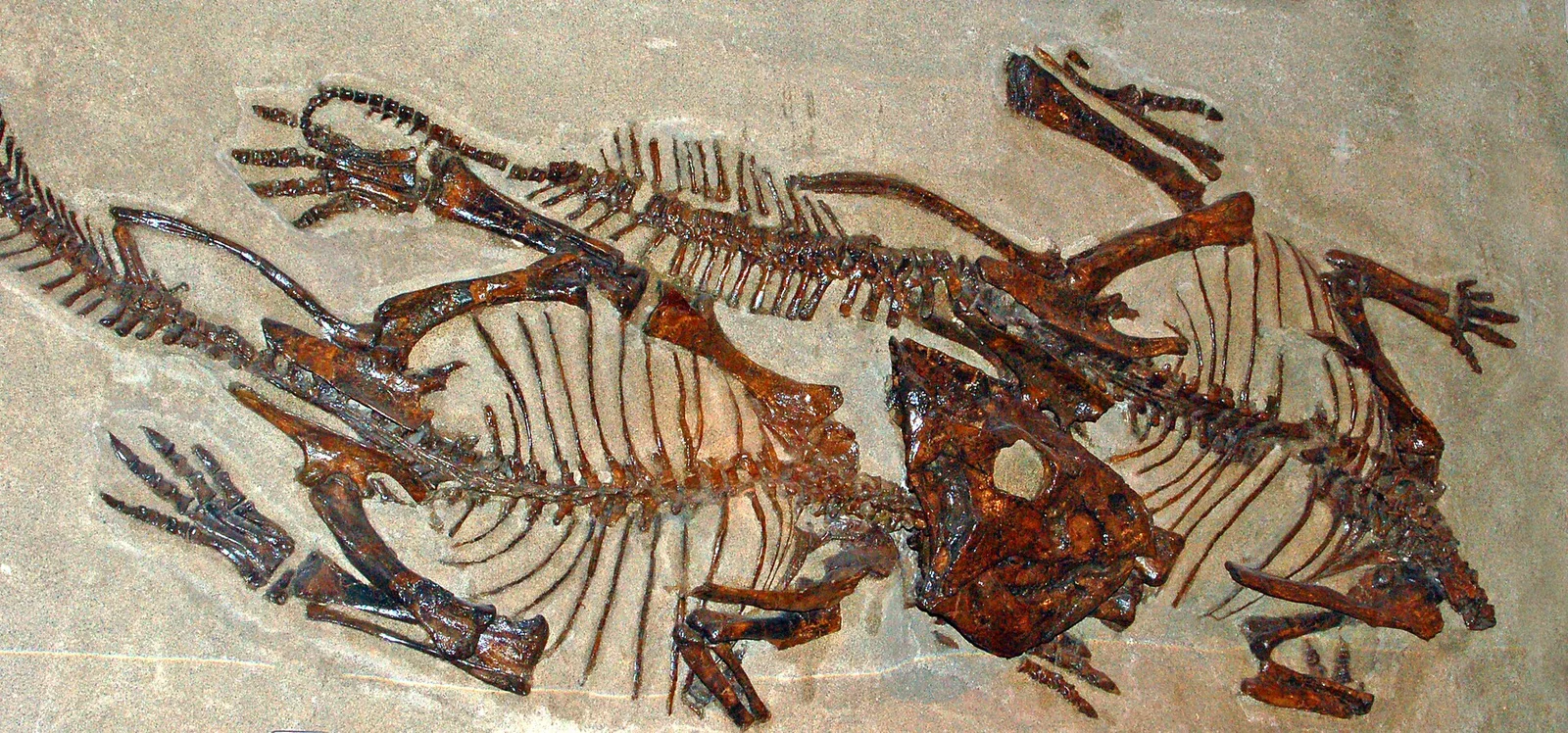 Leptoceratops gracilis