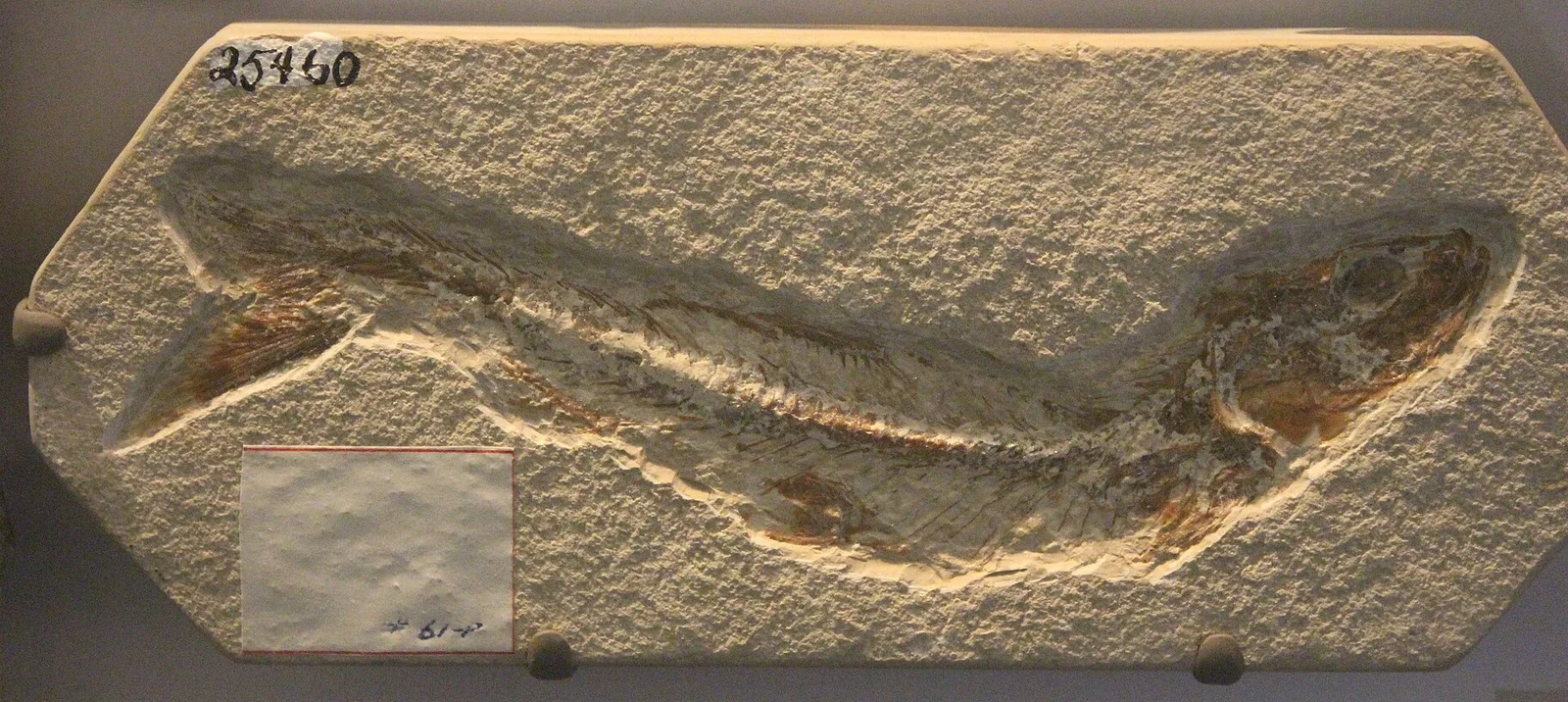 Leptolepis jaegeri