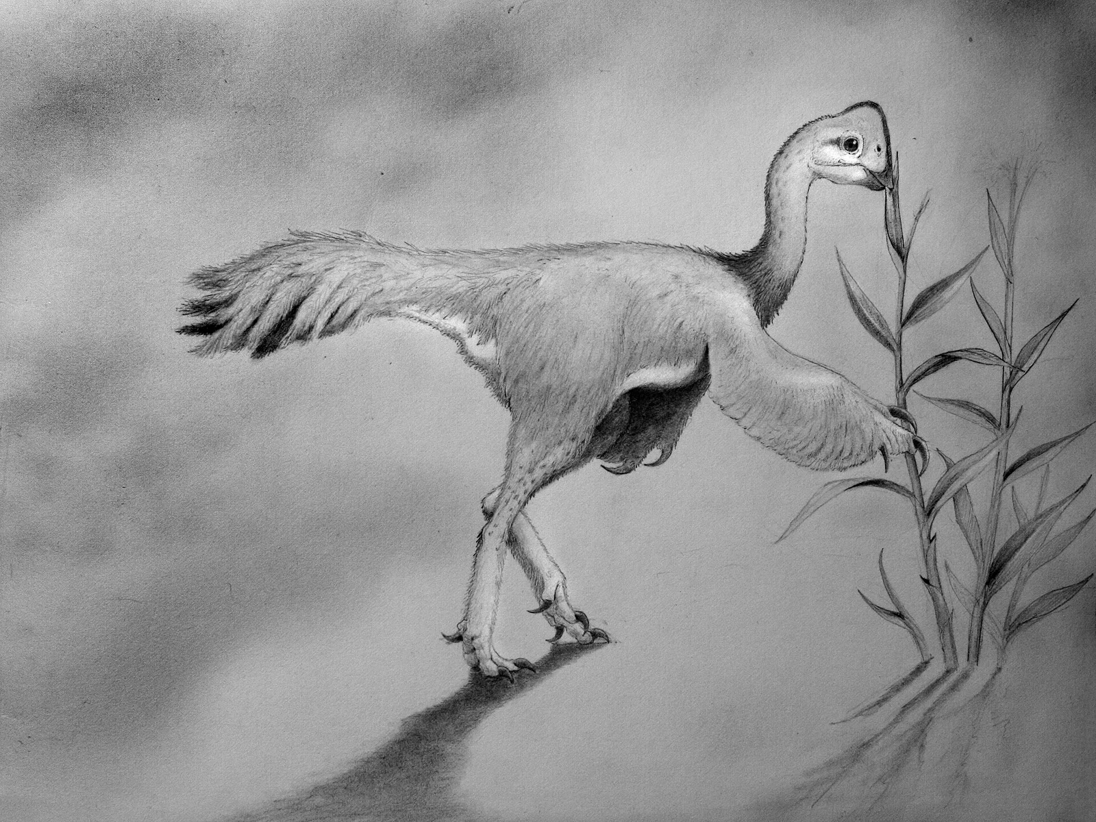 Leptorhynchos gaddisi