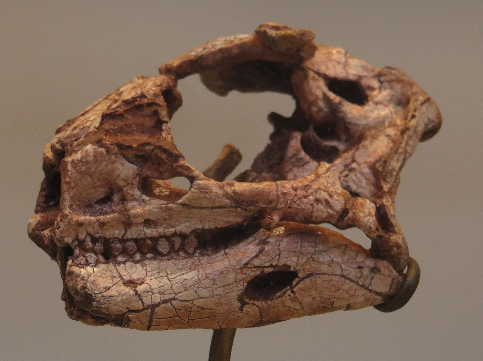 Lesothosaurus diagnosticus
