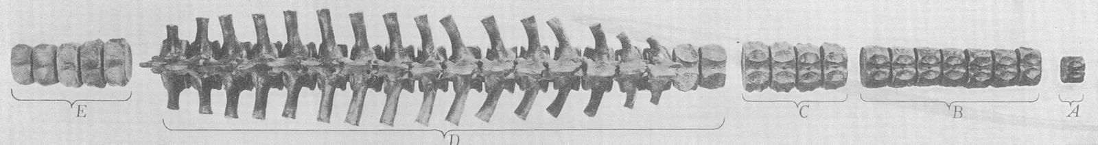 Leurospondylus ultimus