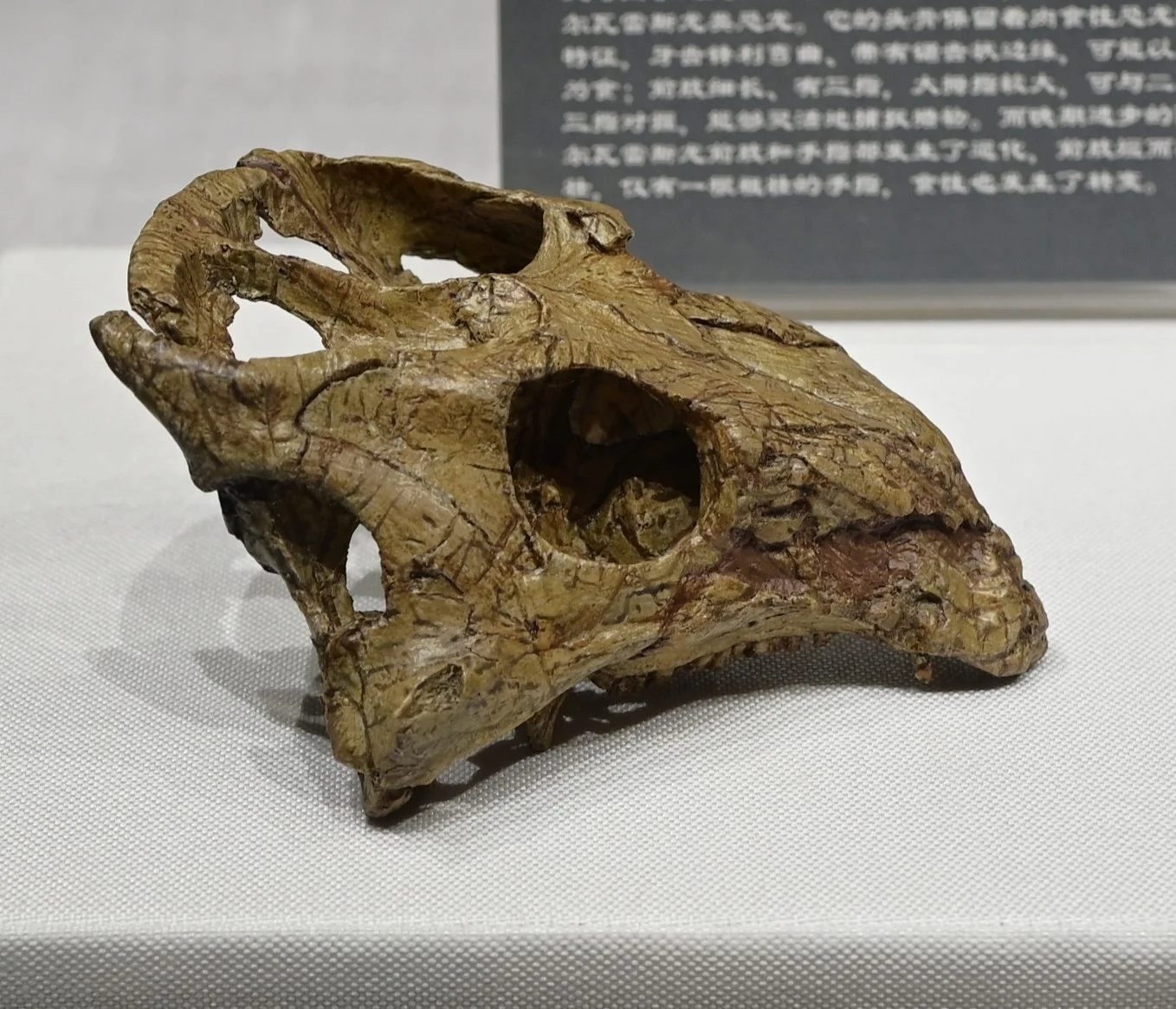 Liaoceratops yanzigouensis