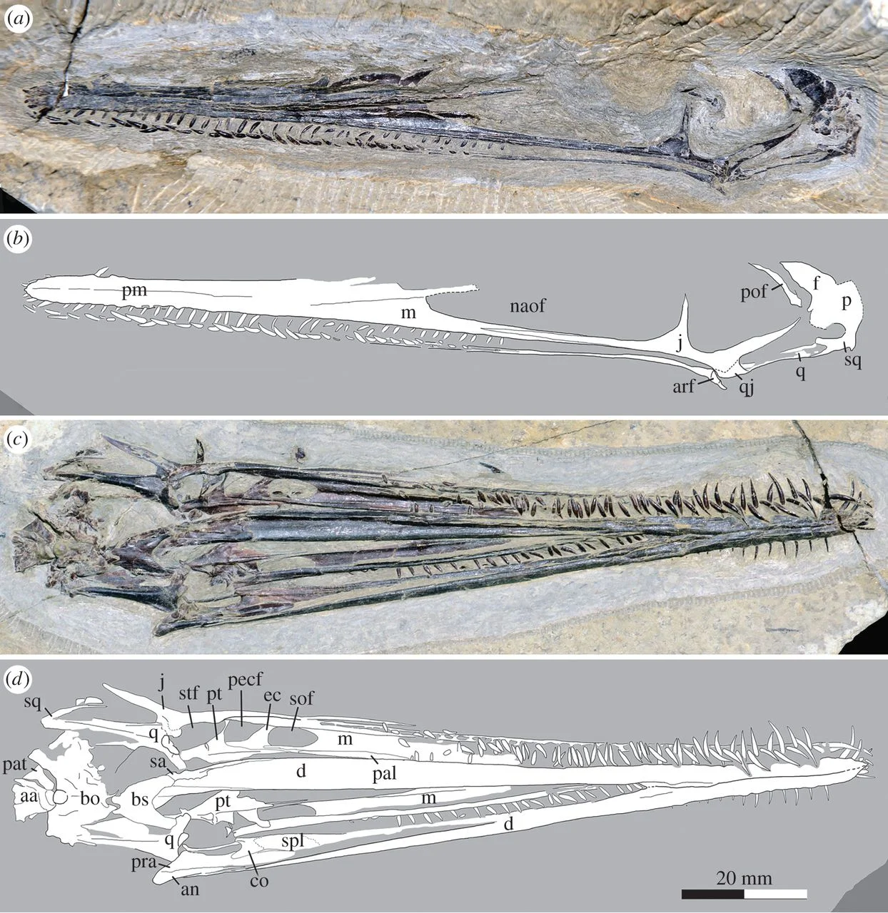 Liaodactylus primus