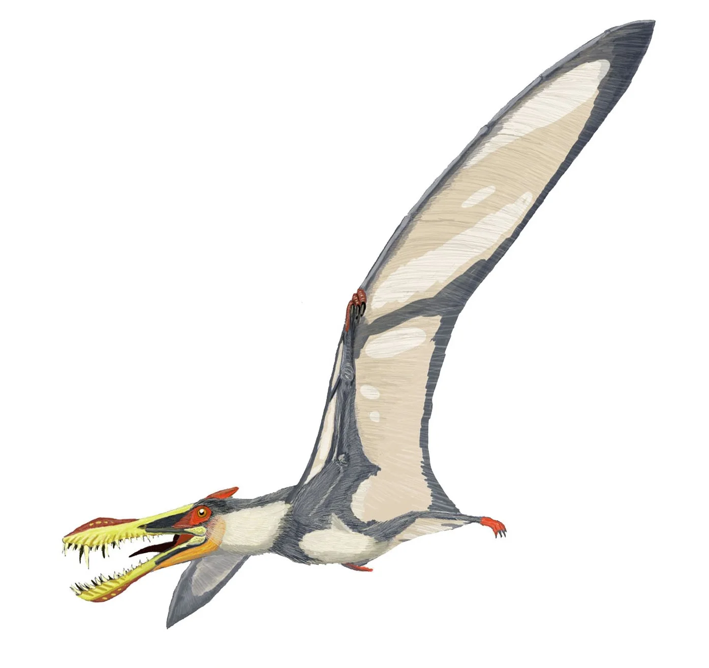 Liaoningopterus gui