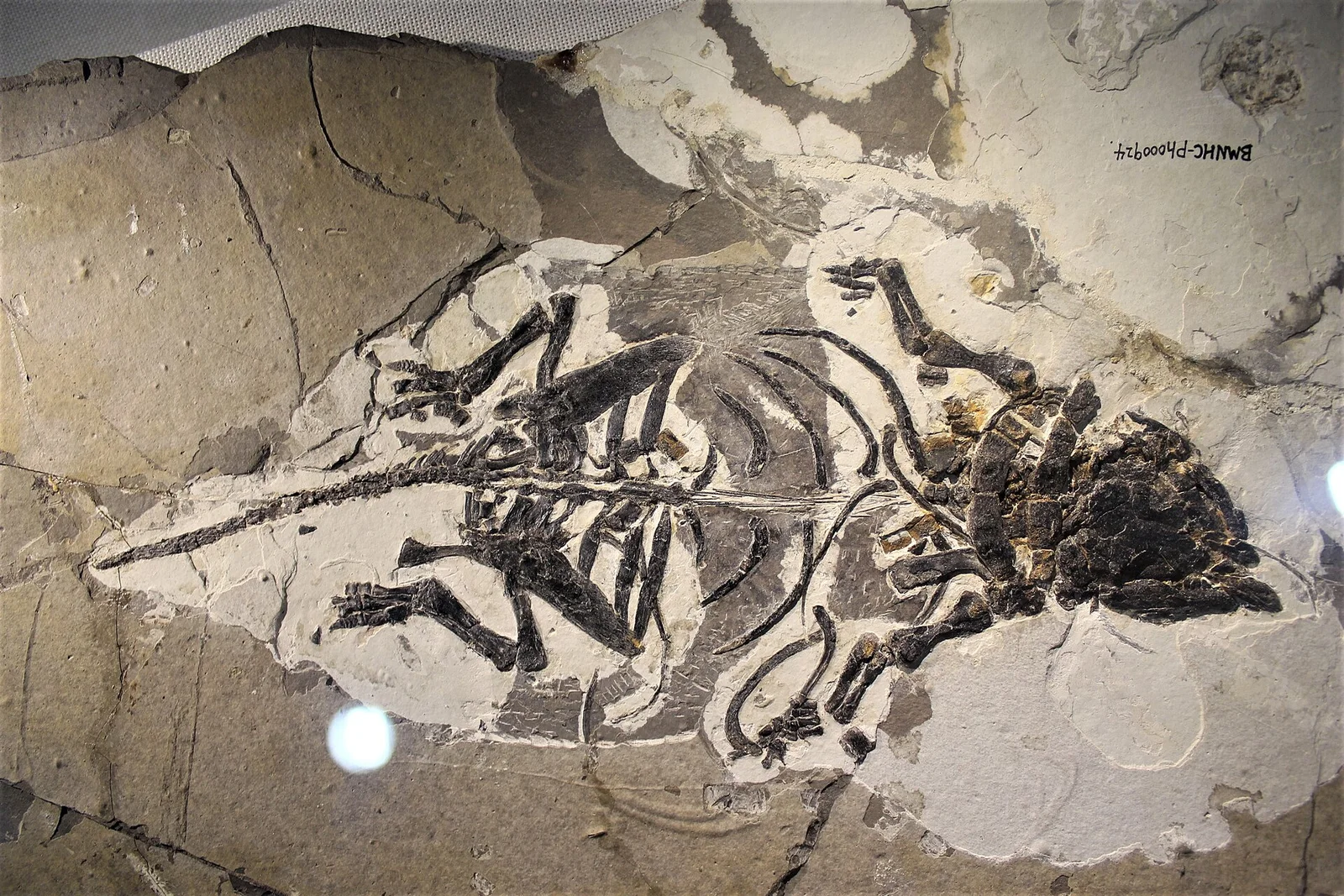 Liaoningosaurus paradoxus