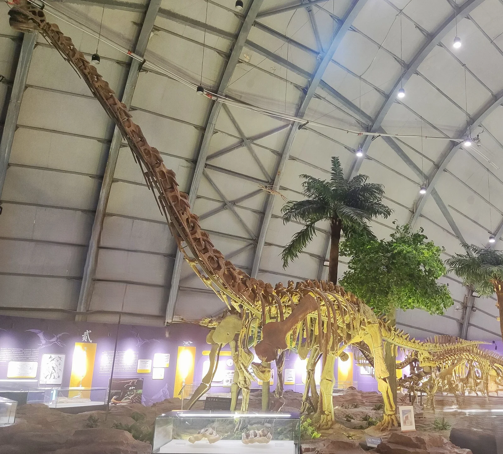 Liaoningotitan sinensis