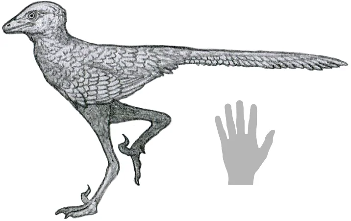 Liaoningvenator curriei
