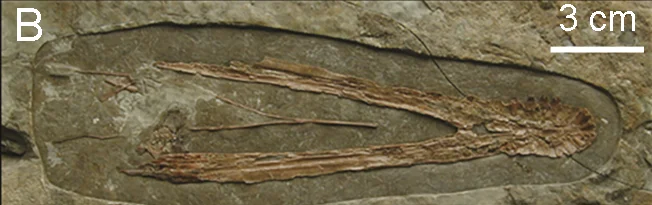 Liaoxipterus brachyognathus