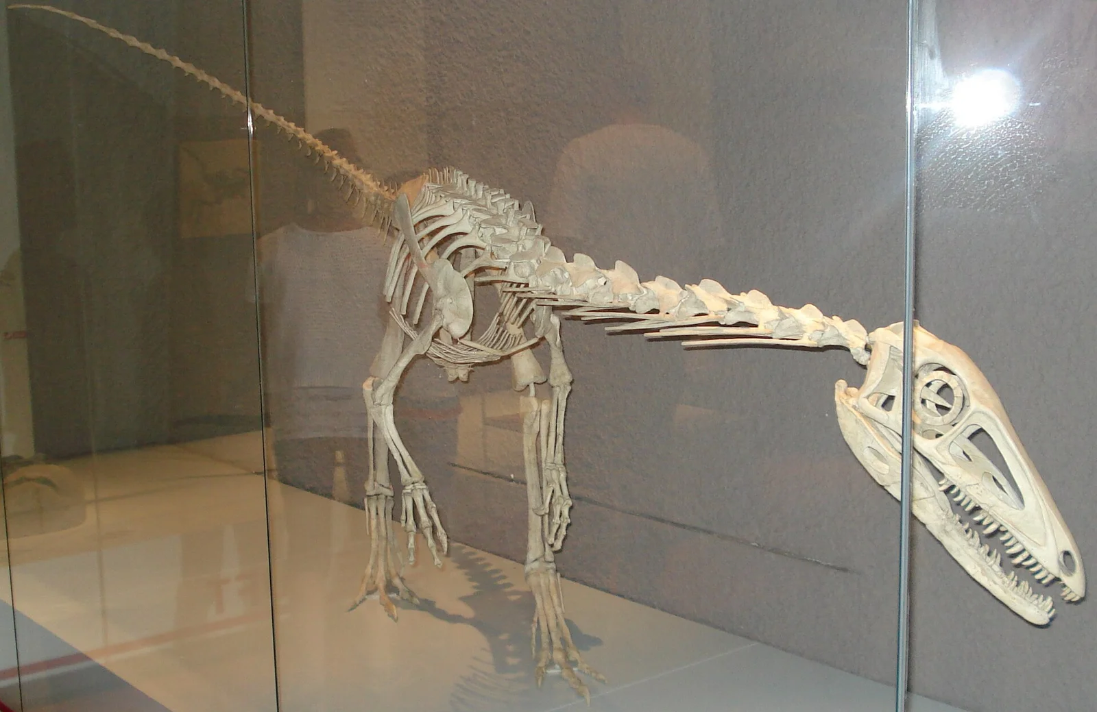 Liliensternus liliensterni