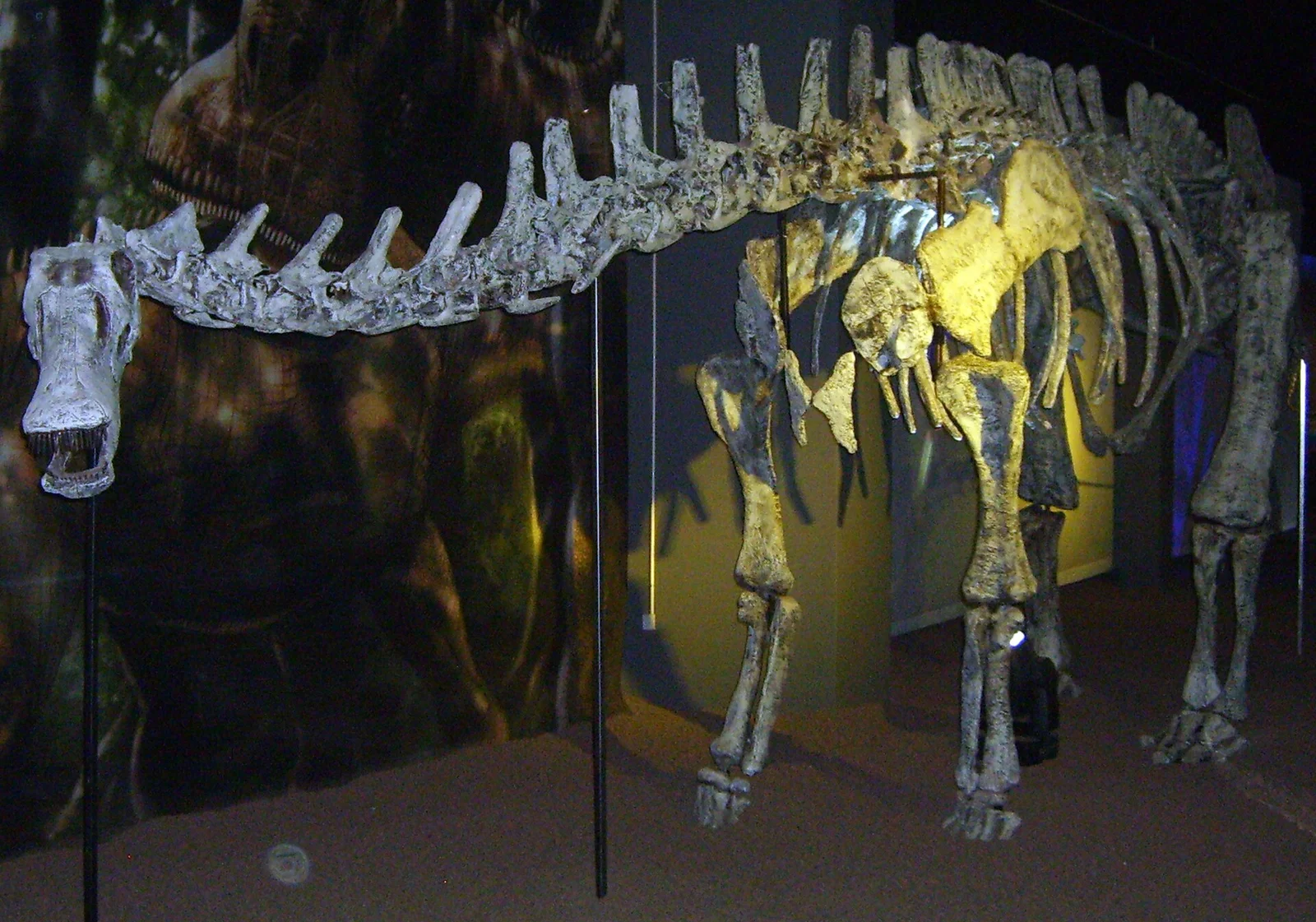 Limaysaurus tessonei