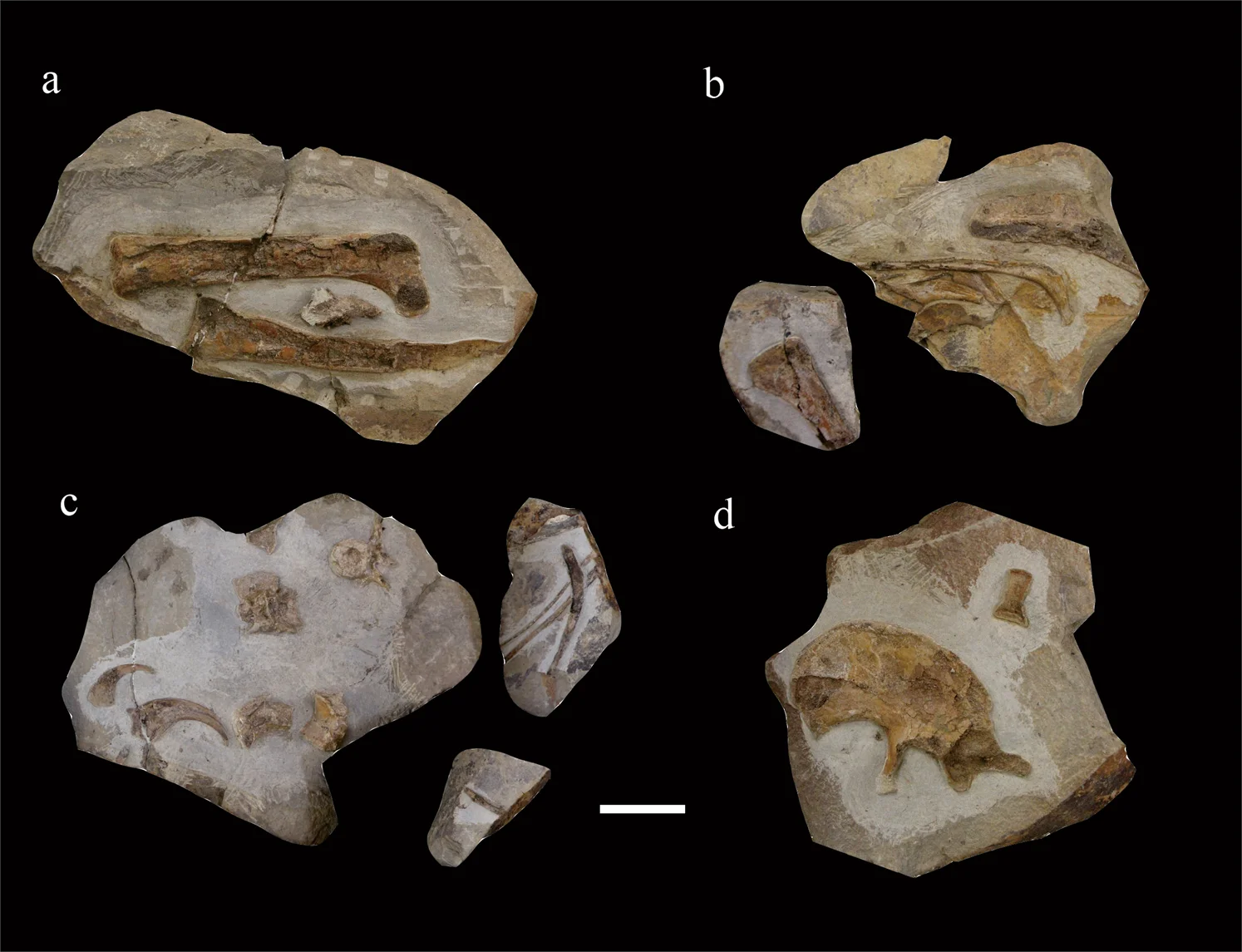 Lingyuanosaurus sihedangensis