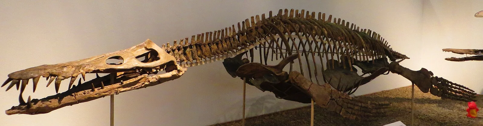 Liopleurodon pachydeirus