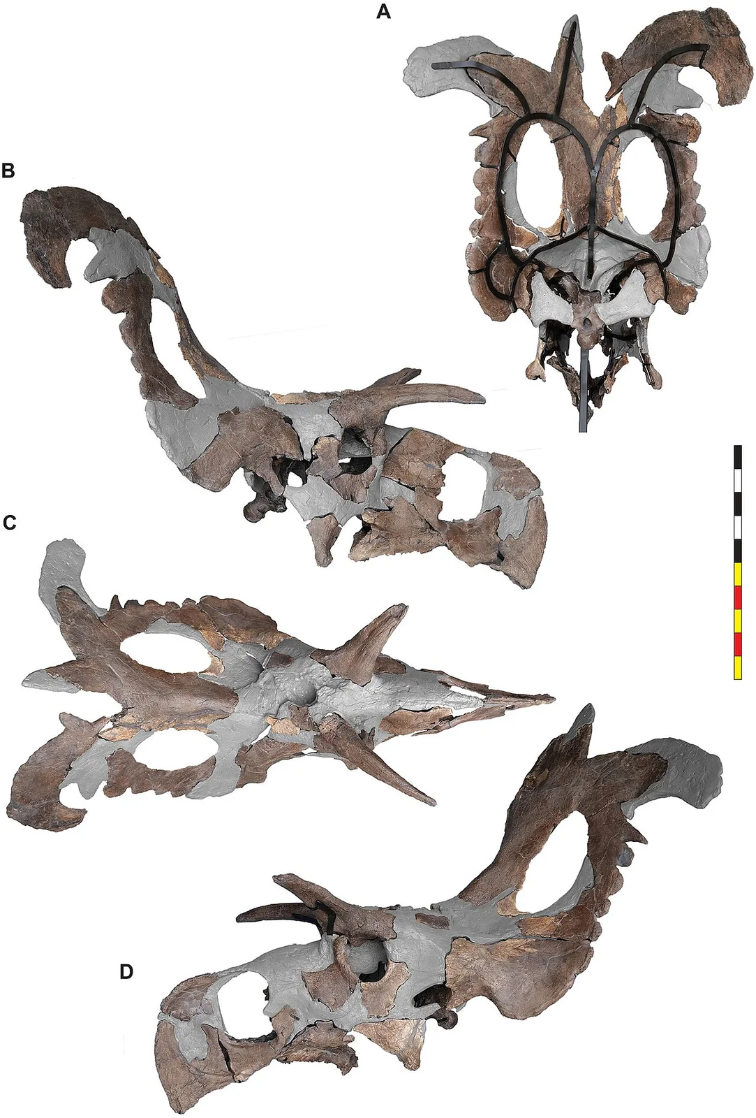 Lokiceratops rangiformis