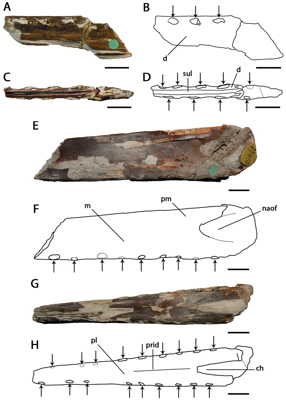 Lonchodectes compressirostris