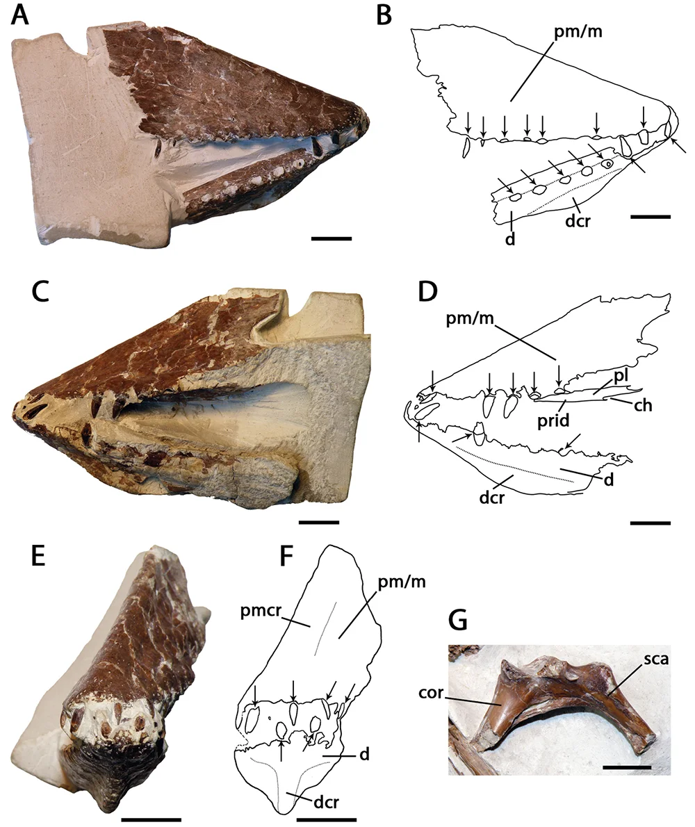 Lonchodraco giganteus
