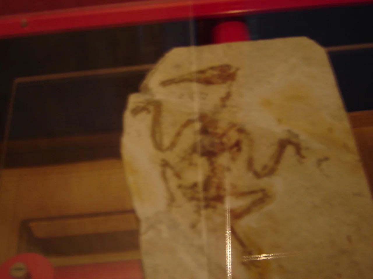 Longchengornis sanyanensis