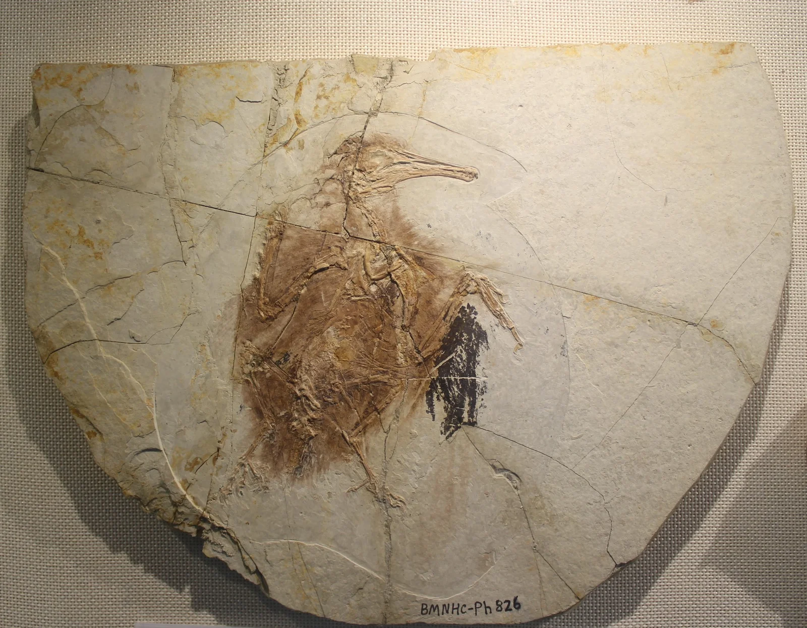 Longipteryx chaoyangensis