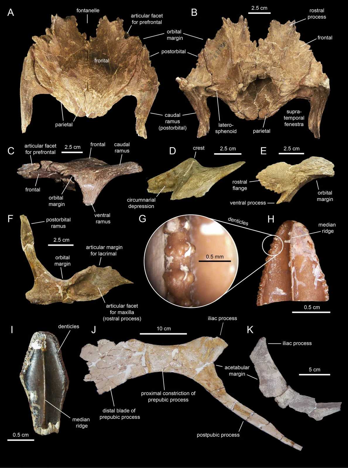 Lophorhothon atopus
