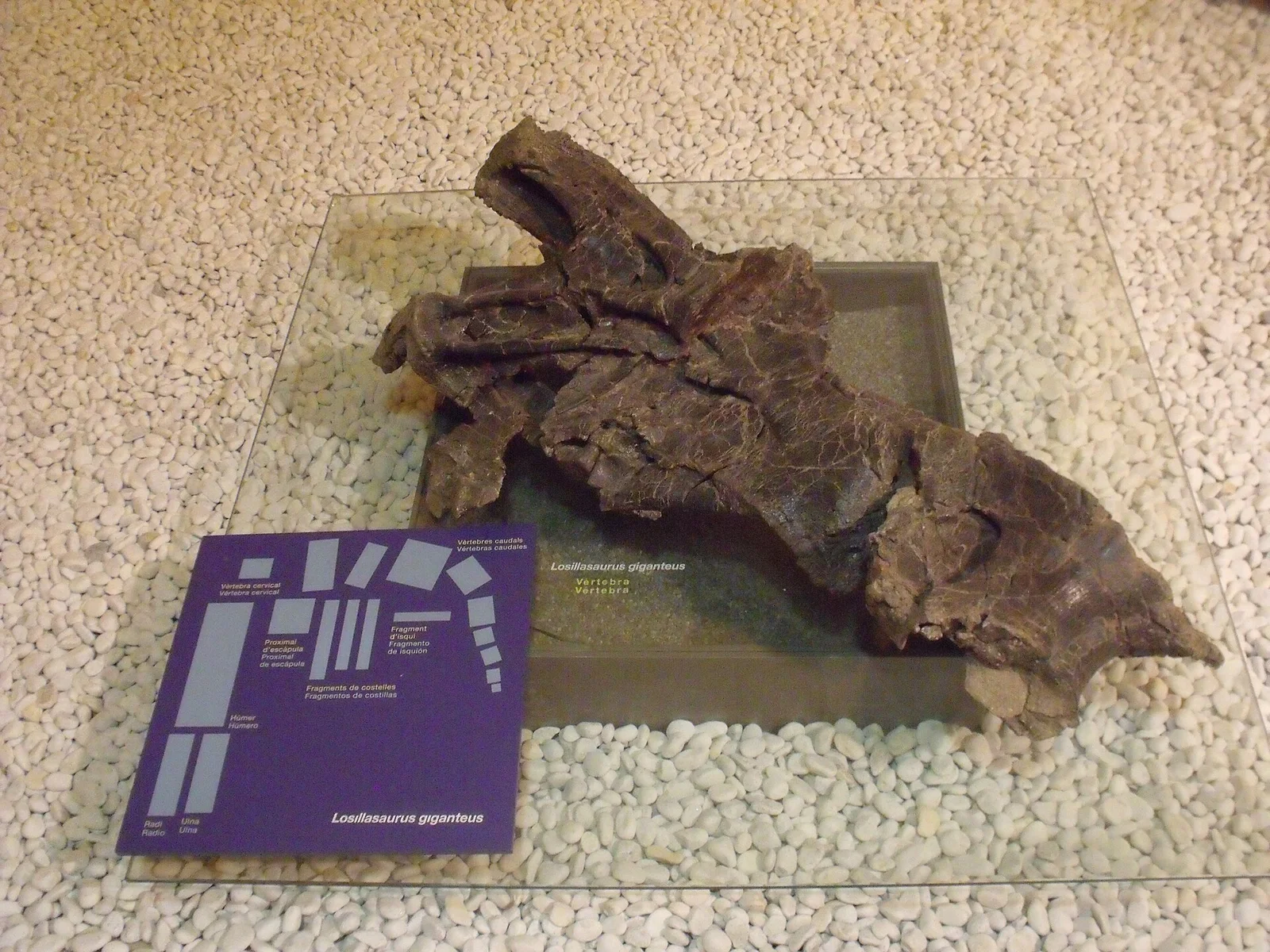 Losillasaurus giganteus