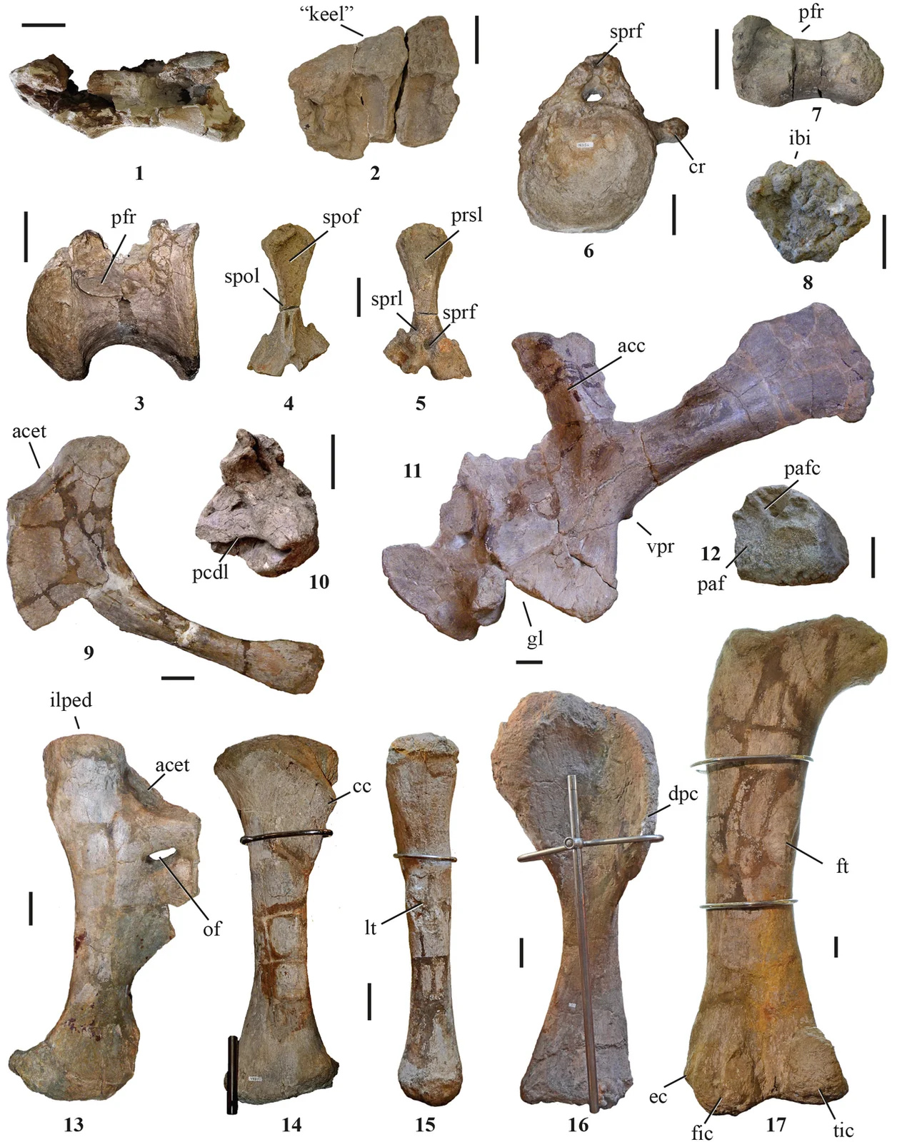 Lourinhasaurus alenquerensis