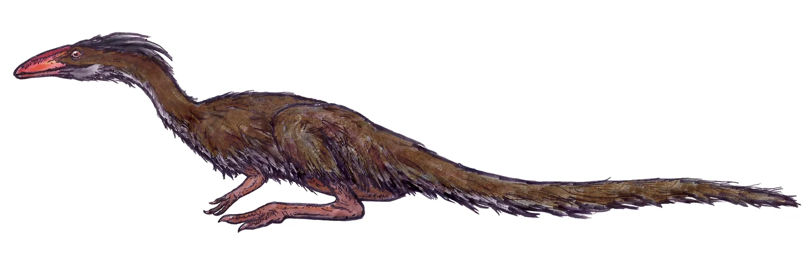 Lucianovenator bonoi