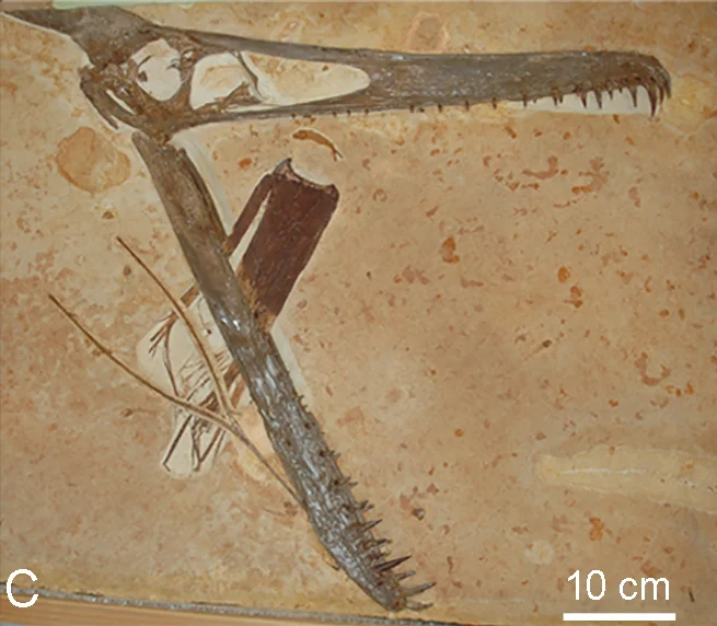 Ludodactylus sibbicki
