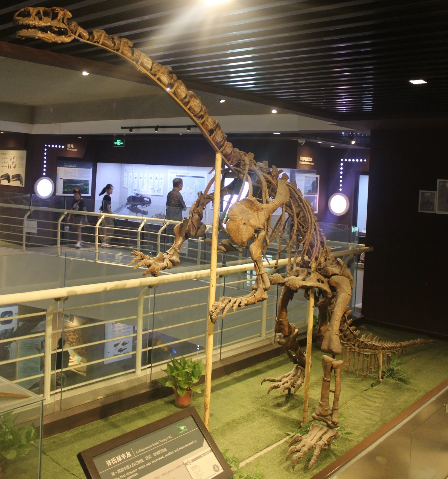 Lufengosaurus huenei